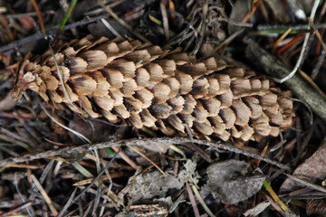 spruce cone close up, brown, found on forest floor among foliage