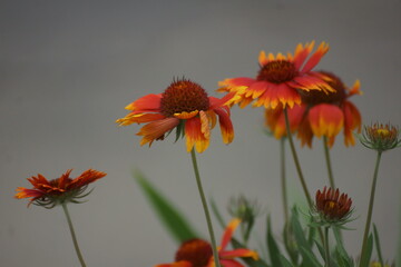 orange flowers on the street 