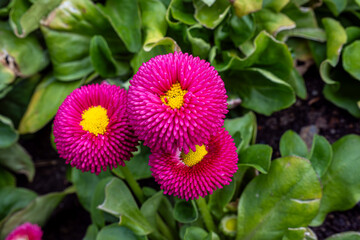 Vivid Pink Pompon Flowers in Garden