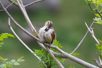 bird on a branch preening