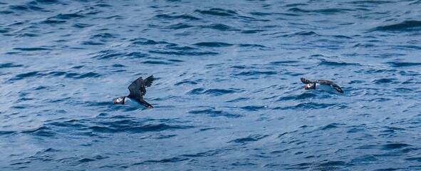 Two Atlantic puffins in flight over the Atlantic Ocean