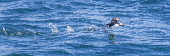 Atlantic puffin with wings lifted as it takes off