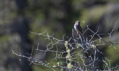 Song sparrow singing on a bush