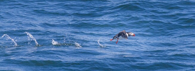 Atlantic puffin about to take off