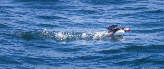 Atlantic puffin taking off near the coast of Maine