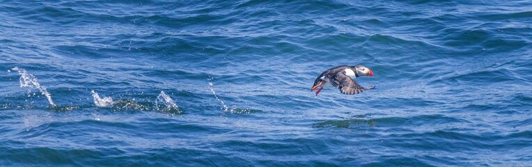 Atlantic puffin beginning to fly,