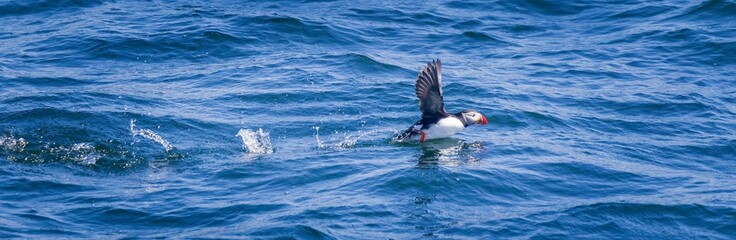 Atlantic puffin preparing to take off