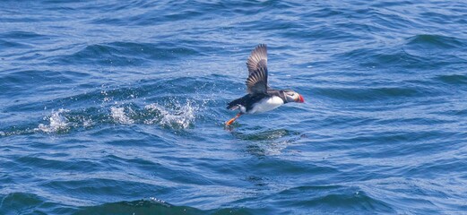 Adult Atlantic puffin flapping its wings