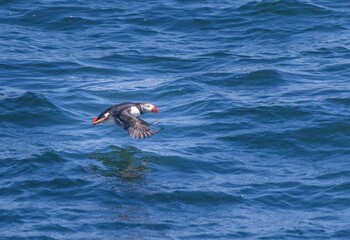 Atlantic Puffin flying low over the water