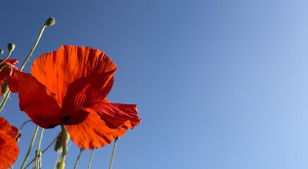 Red poppy flower blooming under a bright blue sky. Vibrant summer scene with wildflowers and clear weather. Nature background, floral landscape.

