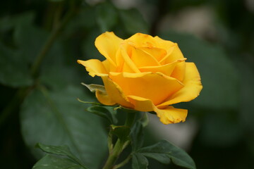 yellow rose on green background
