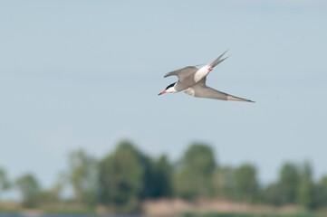 black headed gull in flight
