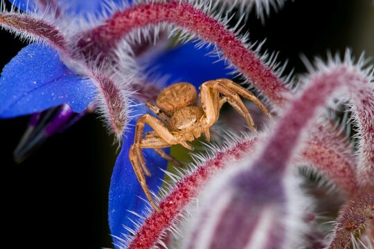Common crab spider - Xysticus cristatus (adult female, family Thomisidae)