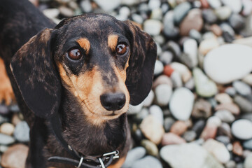 black dachshund with shiny eyes looks up with devotion while standing on a colorful pebble beach