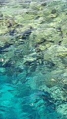 Fototapeta premium Clear turquoise water with vibrant coral reef visible beneath the surface, showcasing the beauty of marine life and underwater ecosystems in a tropical setting