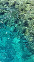 Clear turquoise water reflecting sunlight over vibrant underwater vegetation, creating a serene and tranquil aquatic environment with natural beauty and harmony