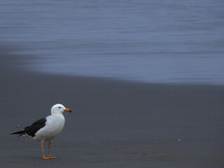 a seagull alone on the beach