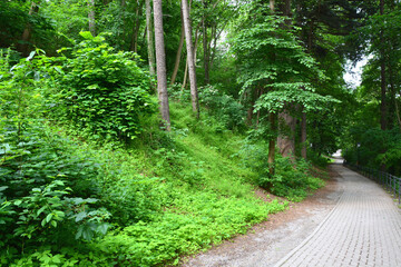 Straße zum Schloss Wernigerode, Harz, Natur, Park