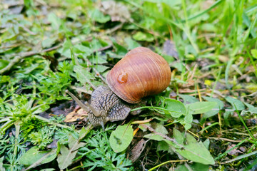 Close-up image of a snail crawling on a lush, green forest floor. It shows the detailed texture of its shell and surroundings, highlighting the natural habitat and serene environment.