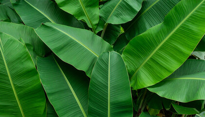 Close-up of fresh green leaves, showcasing vibrant nature and growth in a summer garden