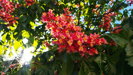 Vibrant pink chestnut flower bloom amidst lush green leaves, showcasing the beauty of nature in a sunny environment.