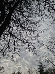 Gleditsia triacanthos tree branches against a cloudy sky. The tree features intricate, bare branches with thorns, typical of the species.