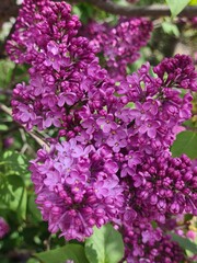 Vibrant lilac flowers in full bloom, showcasing clusters of purple petals and green leaves. A beautiful representation of springtime flora.