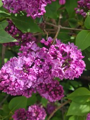 Vibrant lilac flowers bloom amidst lush green leaves. The clusters of purple blossoms create a striking contrast against the foliage.