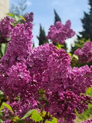 Fototapeta premium Vibrant lilac flowers in full bloom under a clear blue sky. Lush green leaves surround the clusters of purple blossoms, creating a lively garden scene.