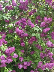 A vibrant display of lilac flowers in full bloom, showcasing clusters of purple blossoms against lush green leaves.