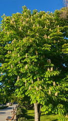 A large green chestnut tree with clusters of flowers against a clear blue sky. The scene represents the concept of nature and environmental beauty.