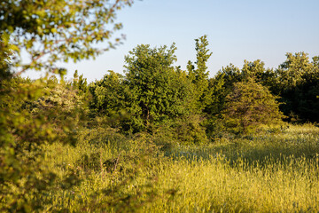 field of grass and trees. beautiful landscape in summer.