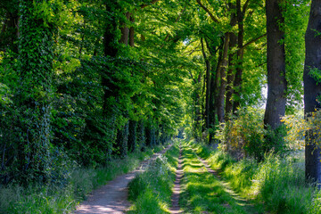 Fototapeta premium Hiking concept, Spring landscape with small nature gravel path and grass, Line of trees with green leaves along both side of the way, Gelderland province in the centre-east of the country, Netherlands