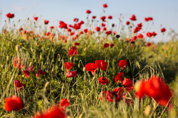 Obraz premium red poppy in a field. Beautiful summer landscape