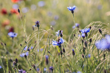Purple small flowers on the meadow, on the field in summer. Beautiful summer landscape.