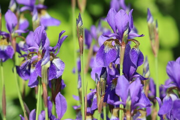 Blue Siberian iris (Iris sibirica) flowers in garden