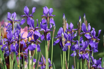Blue Siberian iris (Iris sibirica) flowers in garden