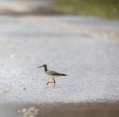 Lesser Yellowlegs shorebird at Minesing Ontario swamplands in Ontario in on a misty spring morning
