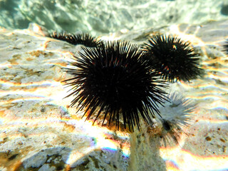 urchin, sea, sea urchin, animal, black, underwater, marine, black sea urchin, mediterranean sea,...