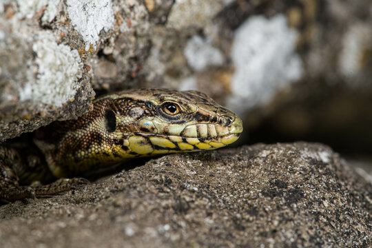 Common wall lizard - Podarcis muralis (adult, family Lacertidae)