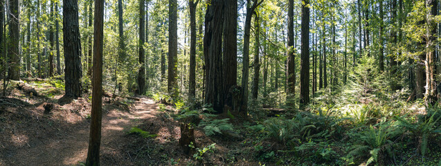 Hiking trail through redwood forest panorama 