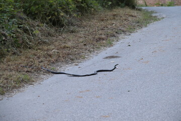 
European Whip snakes (Hierophis viridiflavus) 