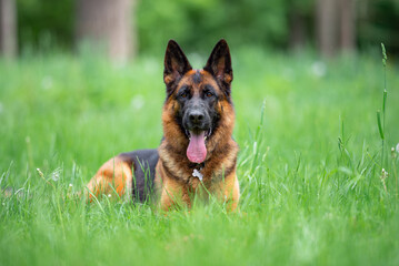Beautiful German Shepherd Dog Lying on Green Grass Outdoors with a Forest Background. Close-up Pet Portrait in High Quality.