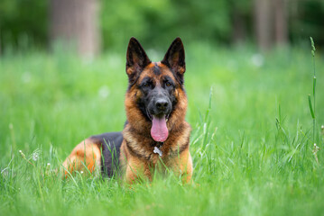 Beautiful German Shepherd Dog Lying on Green Grass Outdoors with a Forest Background. Close-up Pet Portrait in High Quality.