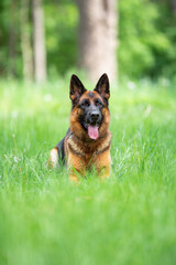Beautiful German Shepherd Dog Lying on Green Grass Outdoors with a Forest Background. Close-up Pet Portrait in High Quality.