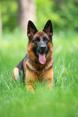 Beautiful German Shepherd Dog Lying on Green Grass Outdoors with a Forest Background. Close-up Pet Portrait in High Quality.