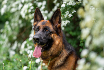 Beautiful German Shepherd Dog Sitting Outdoors in Front of Blooming White Flowers. Close-up Pet Portrait in High Quality with Natural Background.