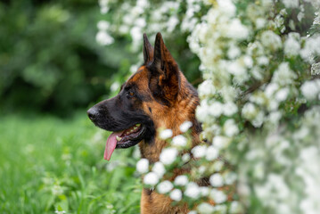 Beautiful German Shepherd Dog Sitting Outdoors in Front of Blooming White Flowers. Close-up Pet Portrait in High Quality with Natural Background.