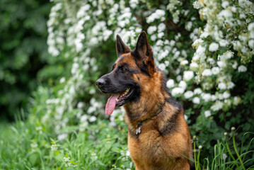 Beautiful German Shepherd Dog Sitting Outdoors in Front of Blooming White Flowers. Close-up Pet Portrait in High Quality with Natural Background.