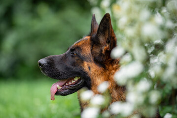 Beautiful German Shepherd Dog Sitting Outdoors in Front of Blooming White Flowers. Close-up Pet Portrait in High Quality with Natural Background.